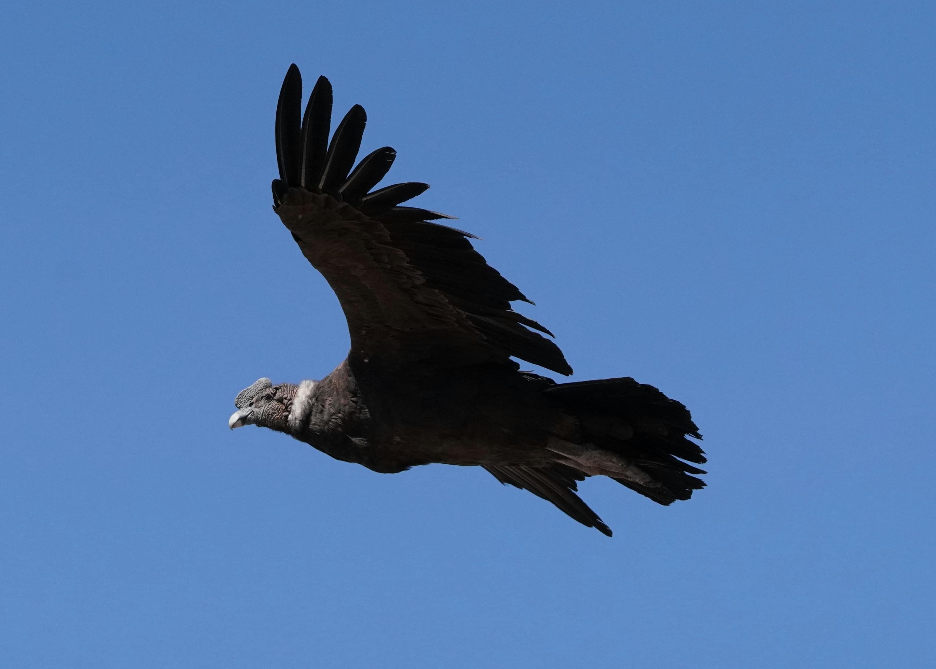 The Andean Condor — Colombia's National Bird and Sky Guardian