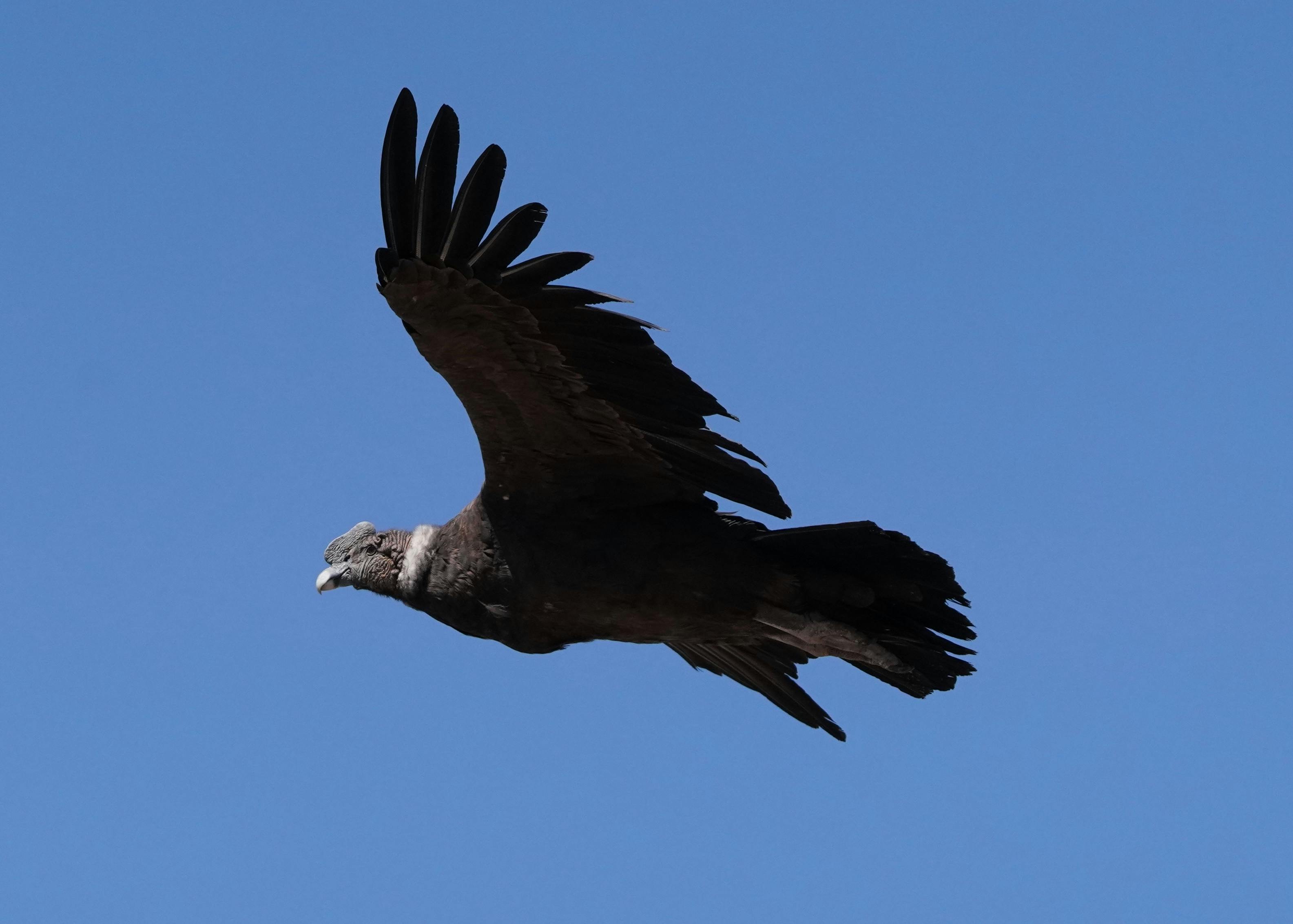 The Andean Condor — Colombia's National Bird and Sky Guardian