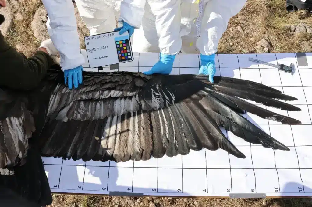 Andean condor conservation efforts in Colombia showing the importance of protecting this vulnerable species in its natural mountain habitat